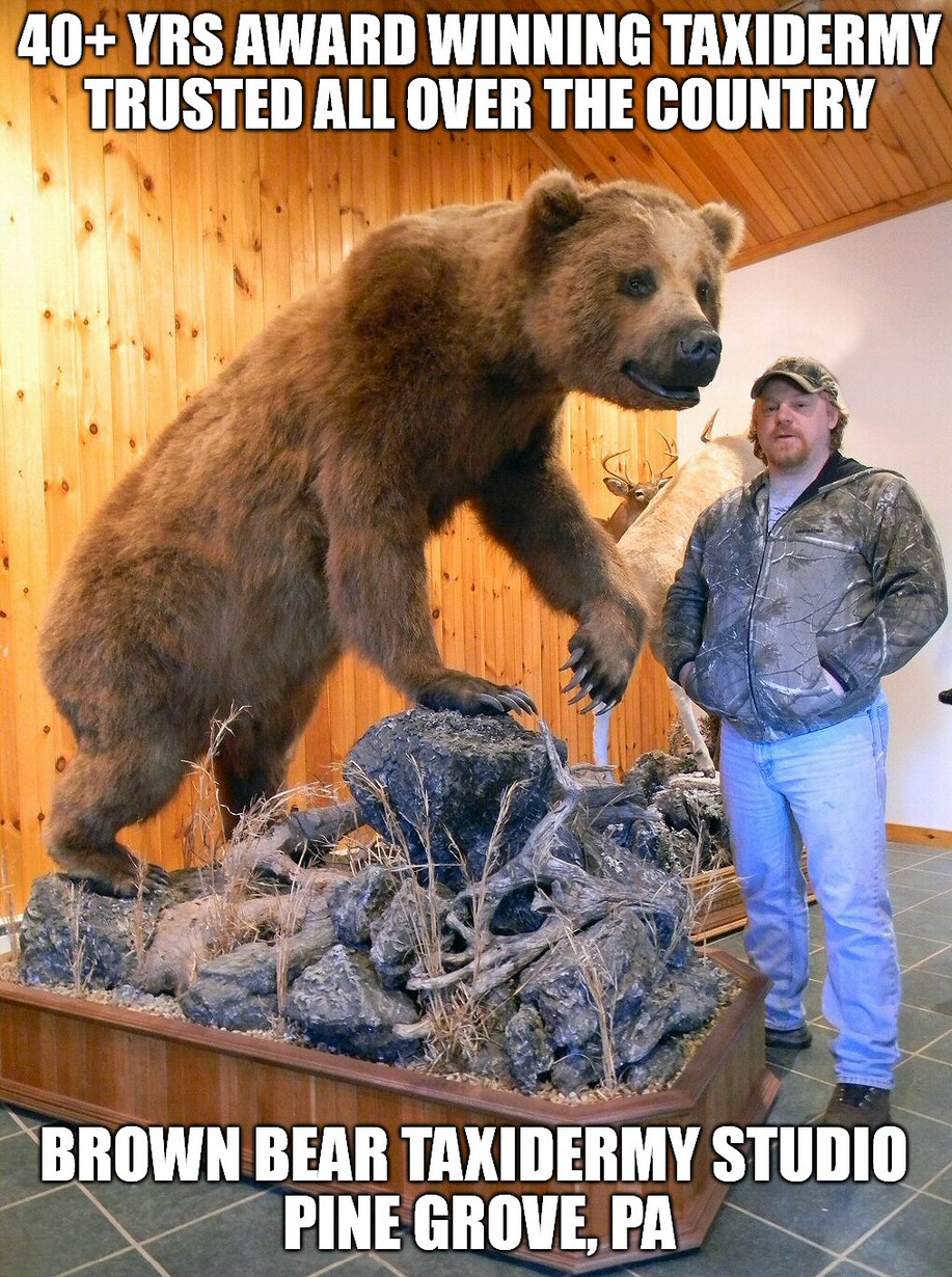 Life Size Bear Taxidermy Mounts Pennsylvania taxidermy Studio
