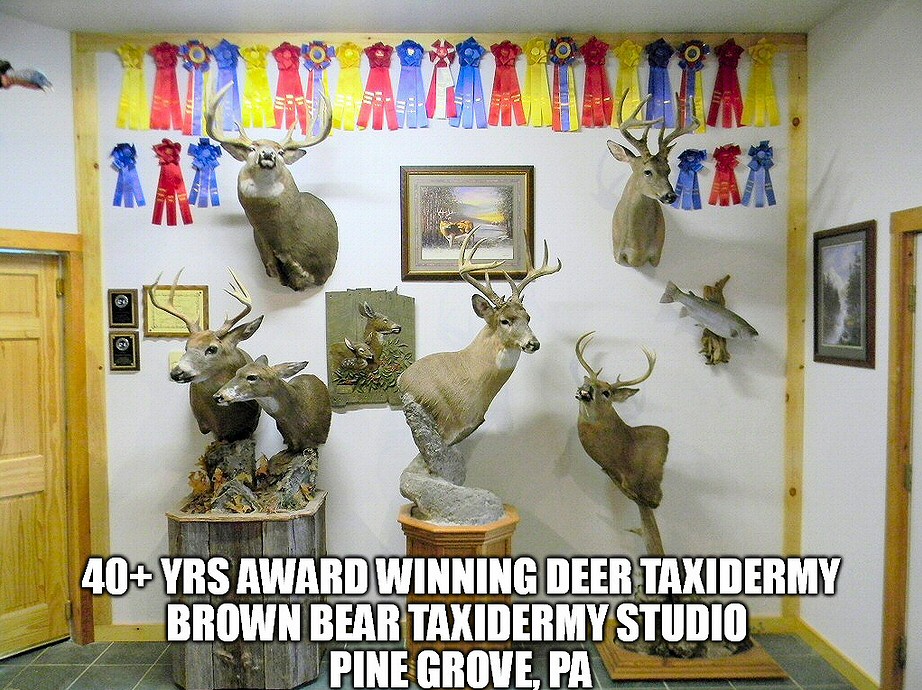 Deer Taxidermist Pennsylvania